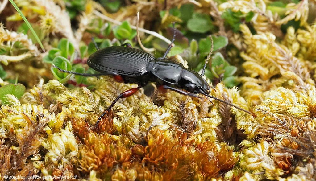 P5191386 Black Clock Beetle, Pterostichus madidus Pauline & Ian