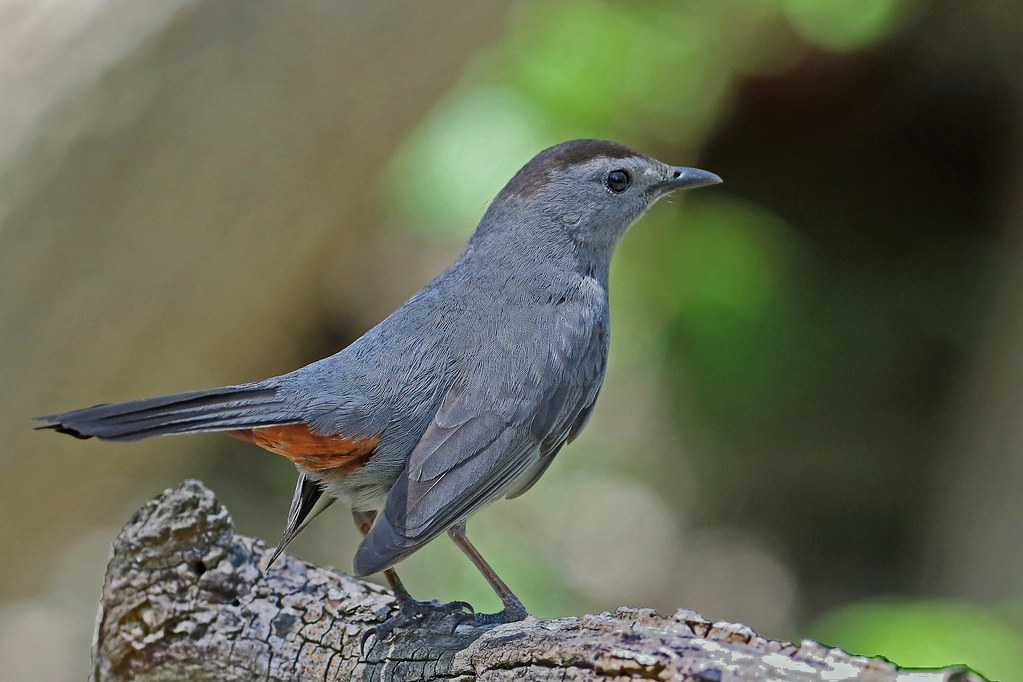 Friendly Catbird Gray Catbirds are often heard but not see… Flickr