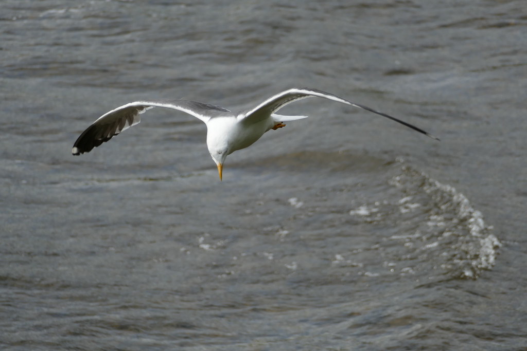 Gone fishing Near Friar's Crag, Derwentwater. Colin Gill Flickr