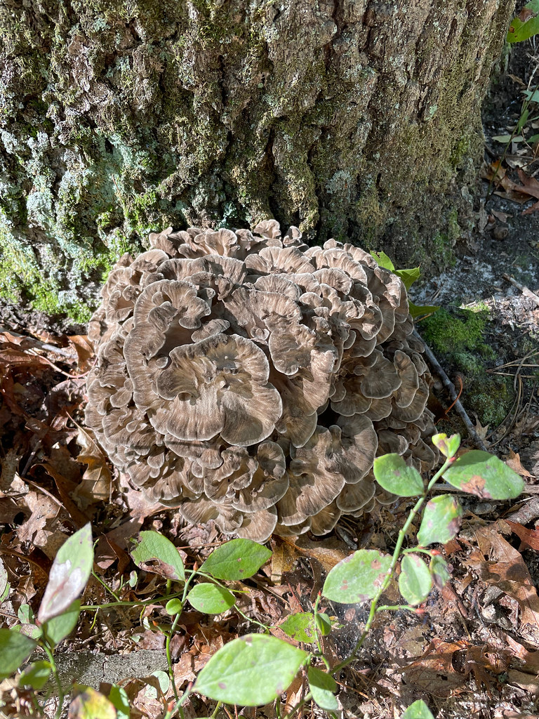 Grifola frondosa Rob MacDougall Flickr