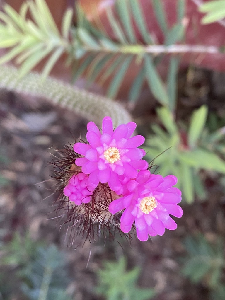 Arojadora penicillata closeup The flowers open at night an… Flickr