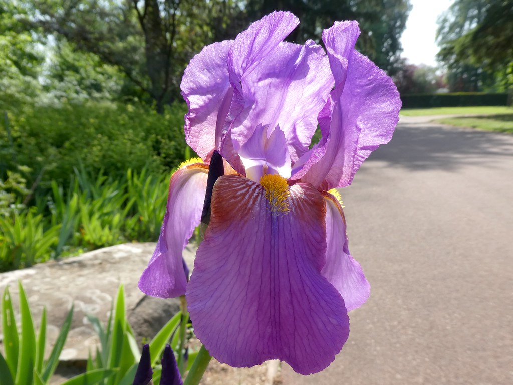 La vallée des iris Parc floral d'OrléanslaSource (Loir… Flickr