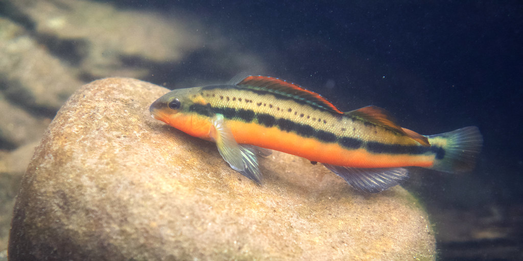 Tangerine Darter Percina aurantiaca Rob MacDougall Flickr