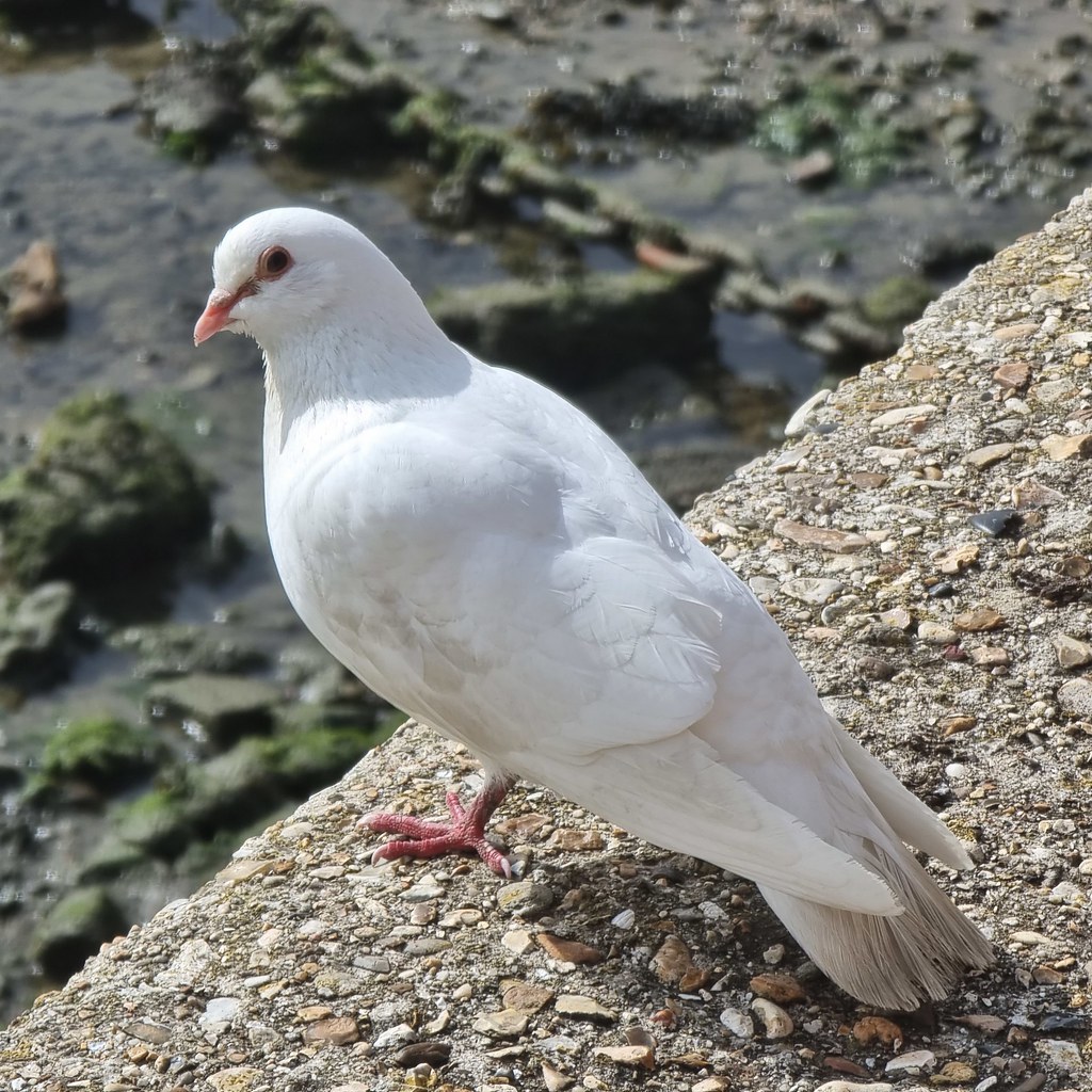 Rare Albino Pigeon At Emsworth Quay David Jones Flickr
