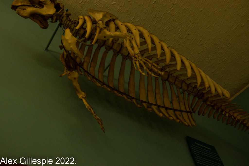 Basilosaurus cetoides 2 Basilosaurus cetoides (meaning "ki… Flickr