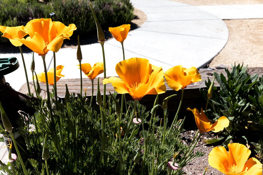 Local flowers Community Garden, Reno, NV Steve Smythe Flickr
