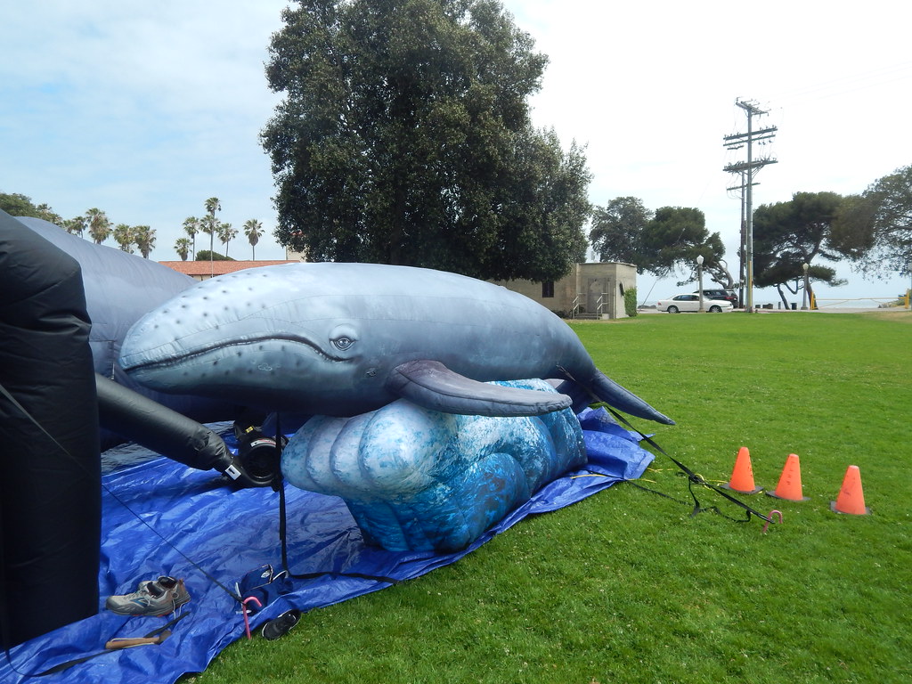 Cabrillo Beach and Aquarium on Endangered Species Day Flickr