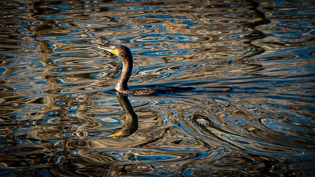 Cormorant Artsy City Park Denver g_hammes Flickr