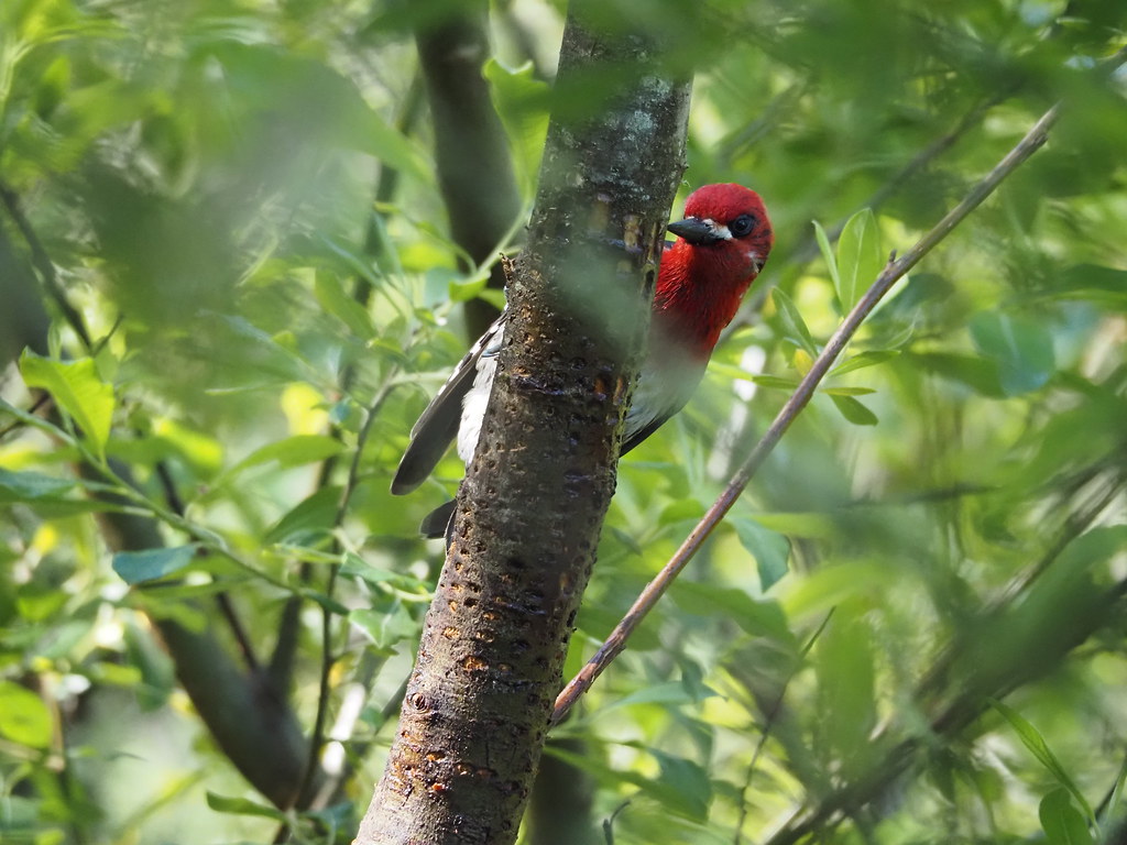 P5211941 Mark Baldridge Flickr