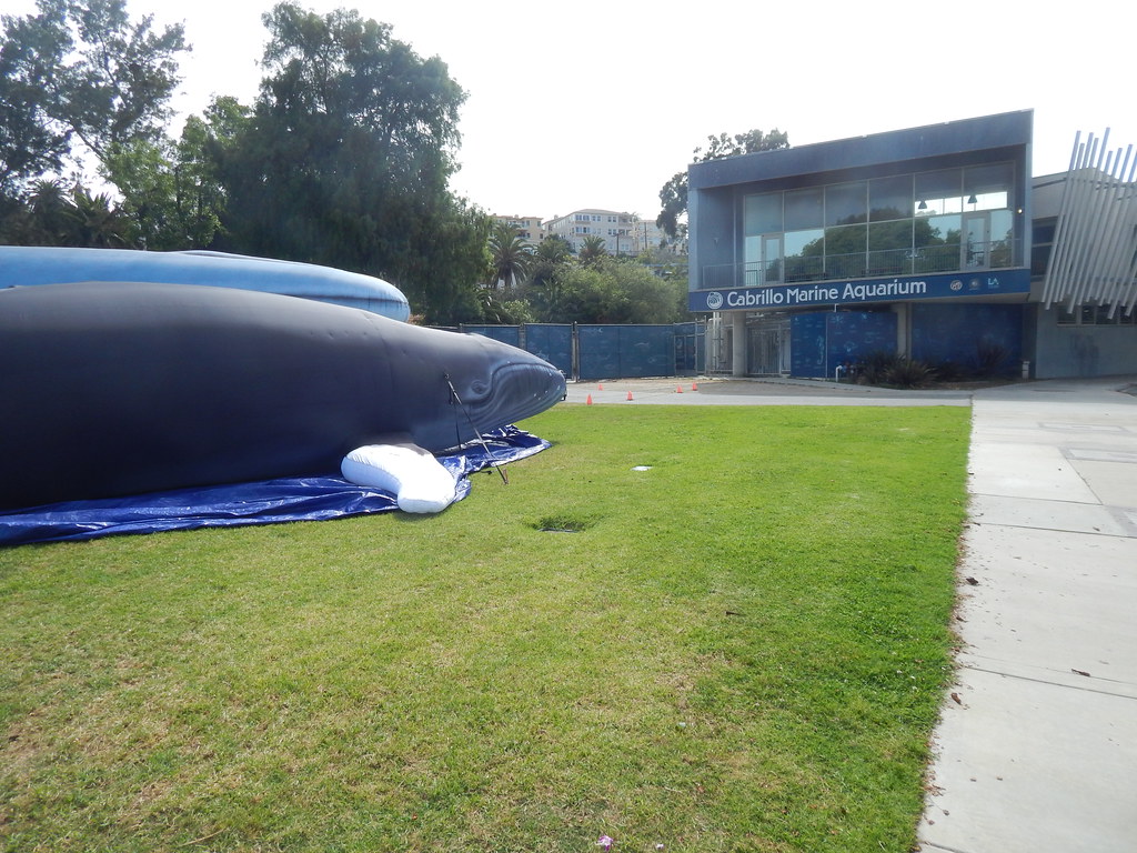 Cabrillo Beach and Aquarium on Endangered Species Day Flickr