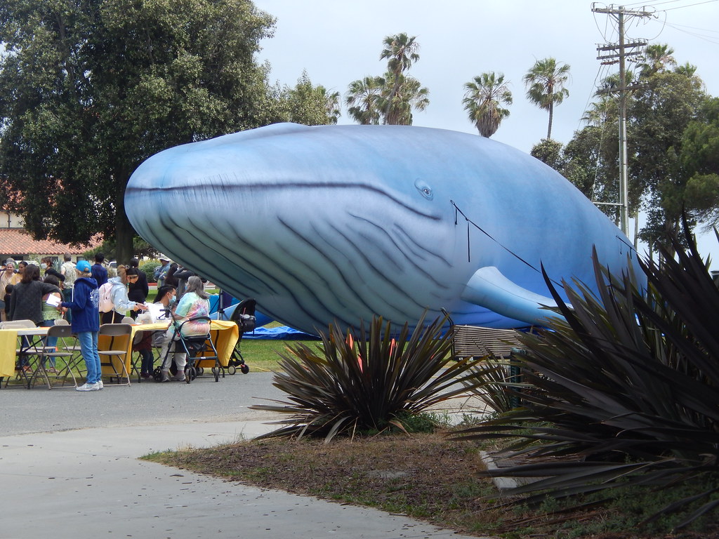 Cabrillo Beach and Aquarium on Endangered Species Day Flickr