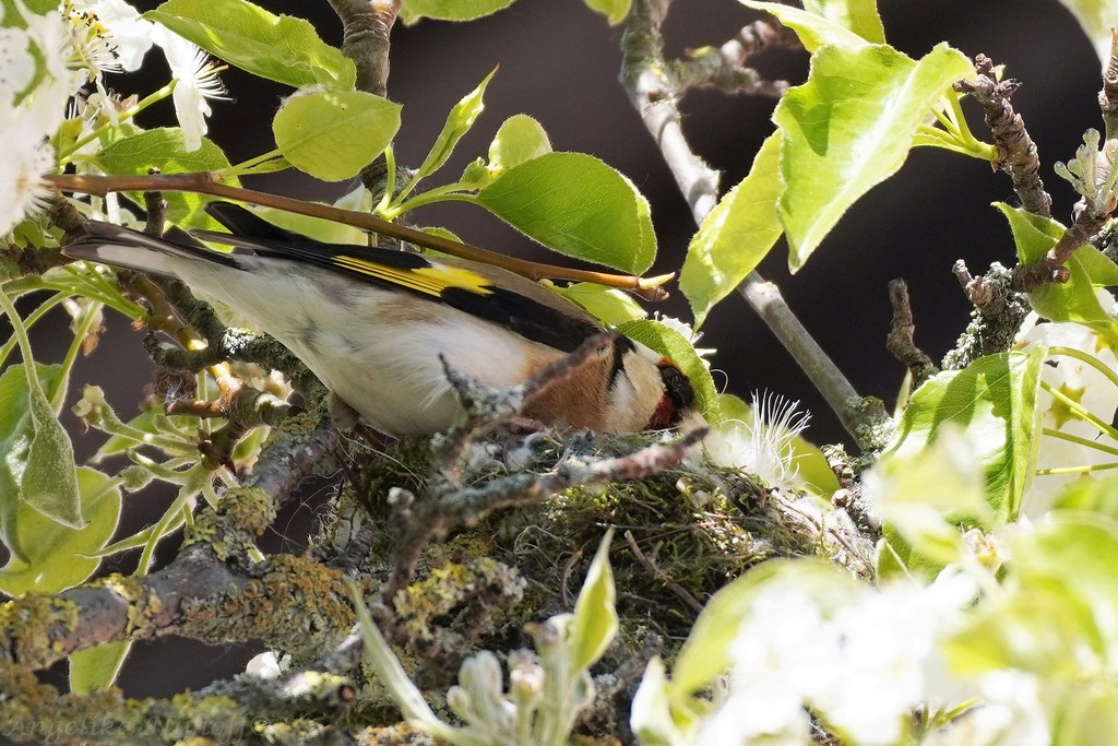 Stieglitz am Nest mit Nistmaterial Stieglitz (Carduelis ca… Flickr