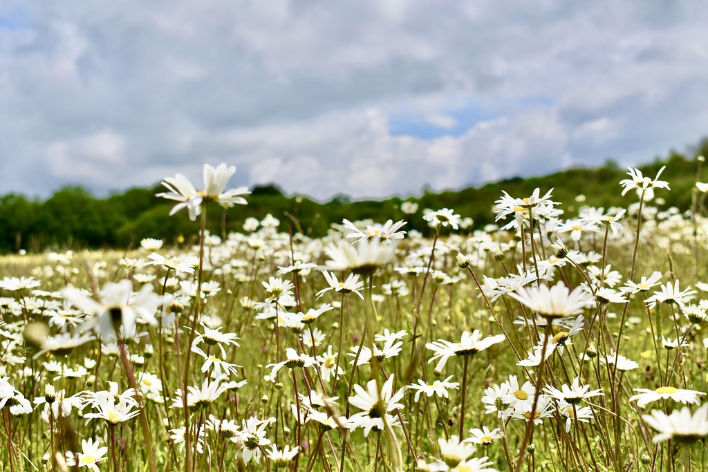 Wild daisies A field full of wild daisies T P Flickr