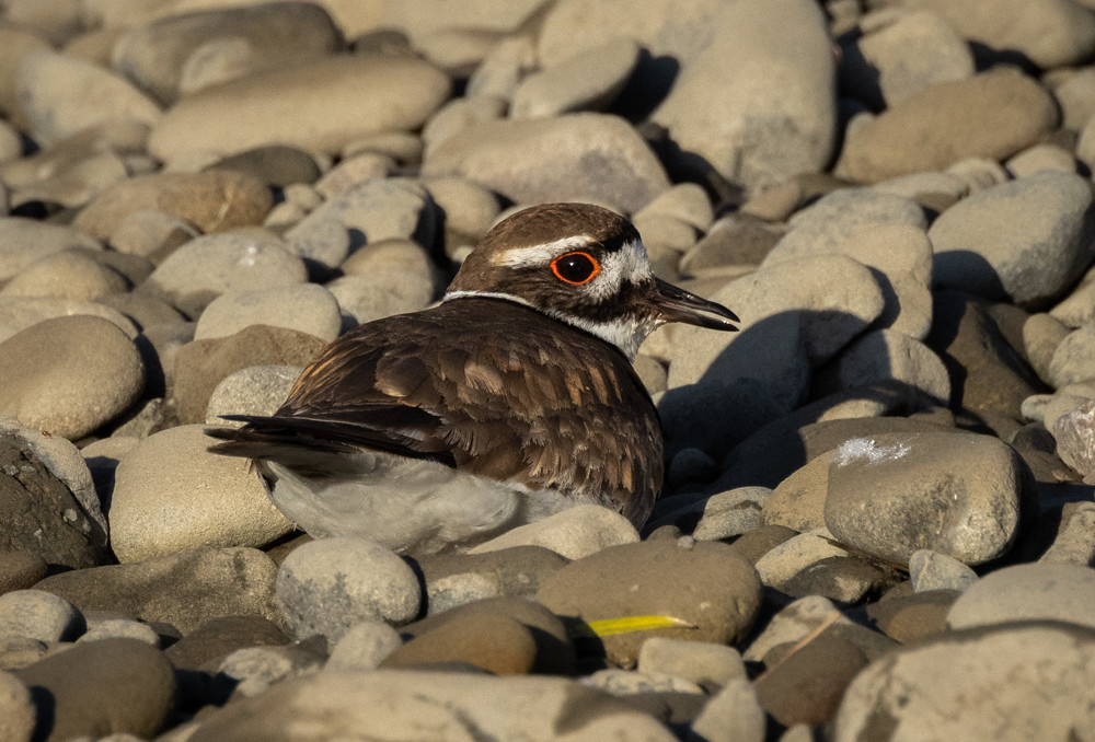 Killdeer Pretending to be hurt is how Killdeers distract p… Flickr