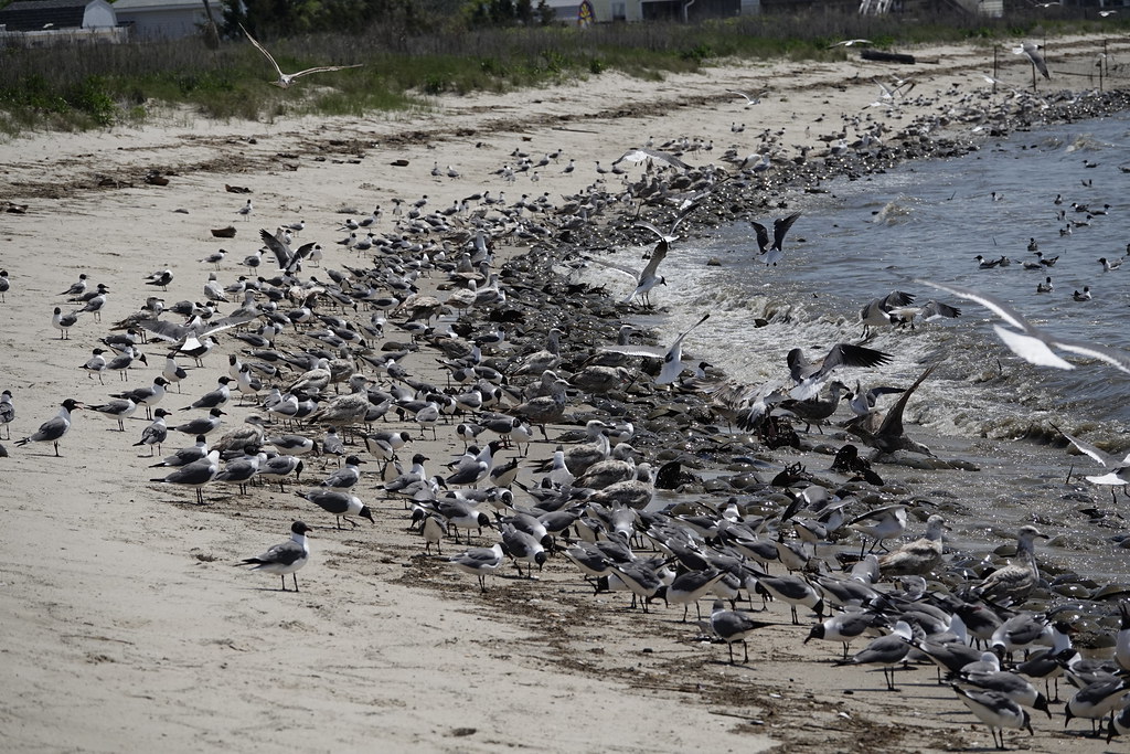 Gulls and spawning horseshoe crabs Reeds Beach, NJ jdco2pock Flickr