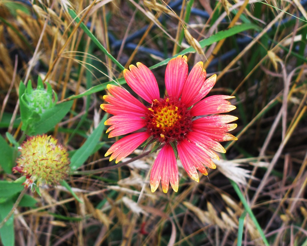Wayside Flower near Clairette, Texas This is a creative co… Flickr
