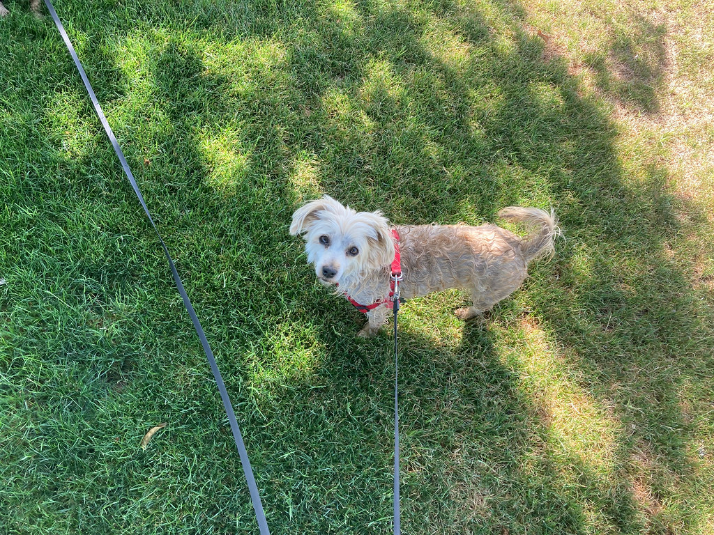 Camp Verde, Arizona, May 2022 (17) Mary Smith 391034 Flickr