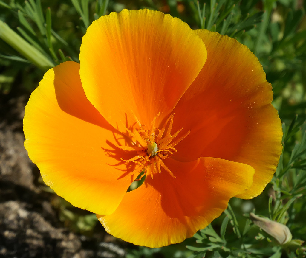 Golden Poppy aka California poppy Kalifornischer Goldmohn … Flickr