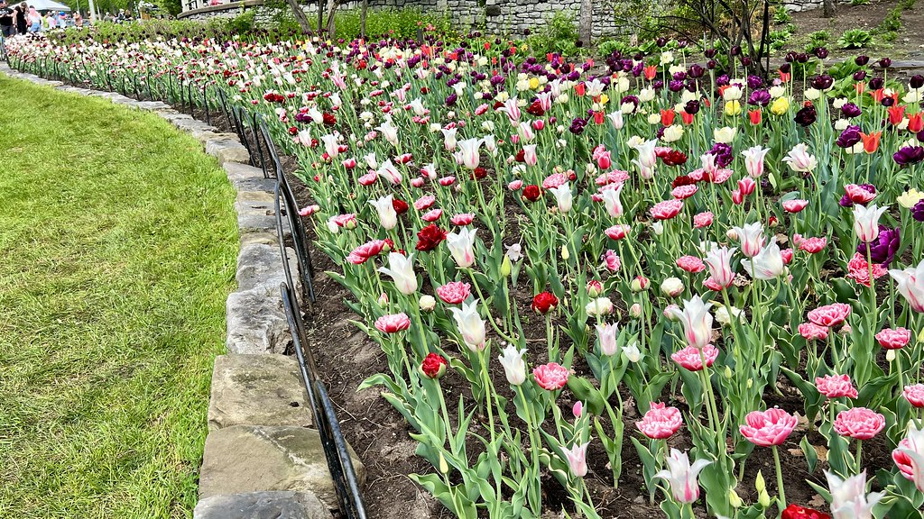 Canadian Tulip Festival 2022 The 70th anniversary of the a… Flickr
