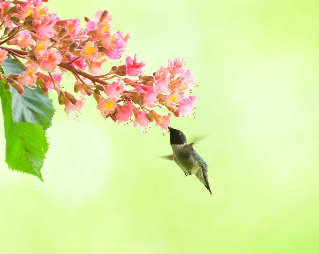 Rubythroated Hummingbird Kissena Park Queens County, NY Flickr