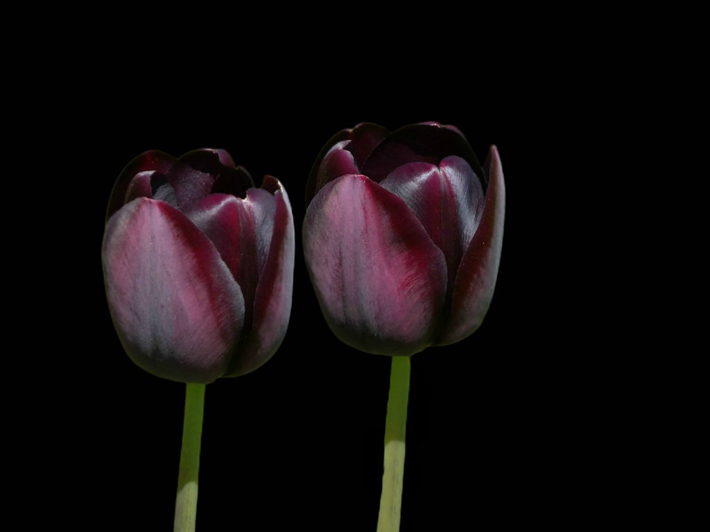 Black tulips on black Belgium. Brussels. The Florists’ Gar… Flickr