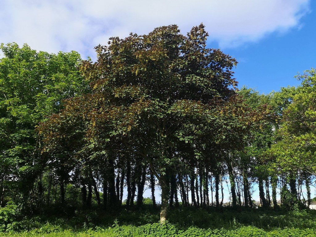 Trees At Newcastle, Galway City. Anne McGinley Flickr