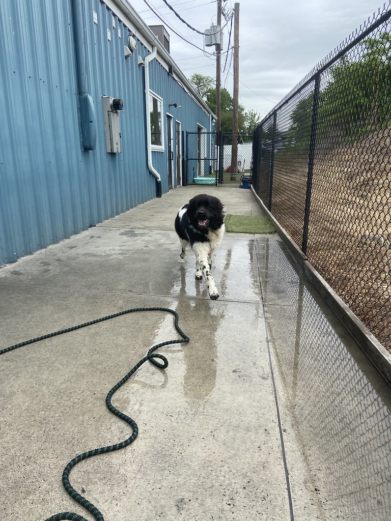 Untitled Greenlin Camp Hill Flickr