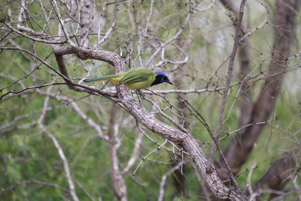 Green jay Salineño Wildlife Preserve TX Judy Walker Flickr