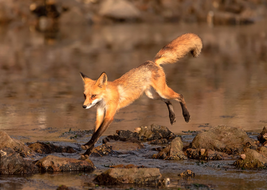 _MG_4522 Jumping red fox. Red foxes are very athletic and … Flickr