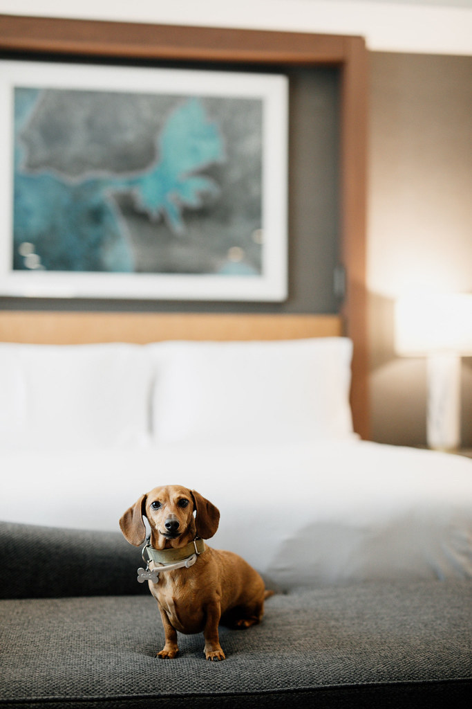 Pet Friendly Hotel Pet Friendly Hotel InterContinental Lisbon Flickr