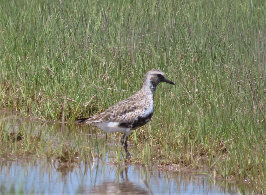 Blackbellied Plover Oyster Rocks Rd., Sussex County, Dela… D. H