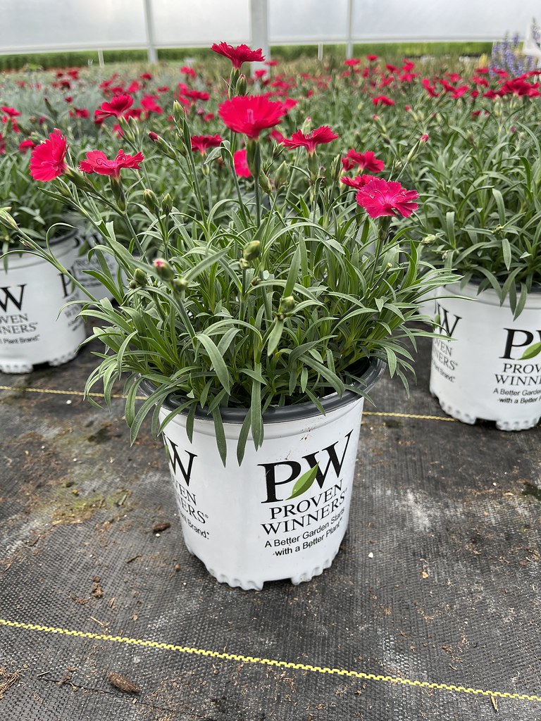 Week 22 Dianthus 'Paint the Town Red' 1g PW Hardy colour… Flickr