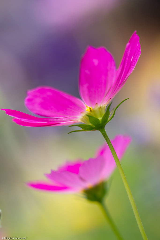 Love's Truest Language “Flowers are love’s truest language… Flickr