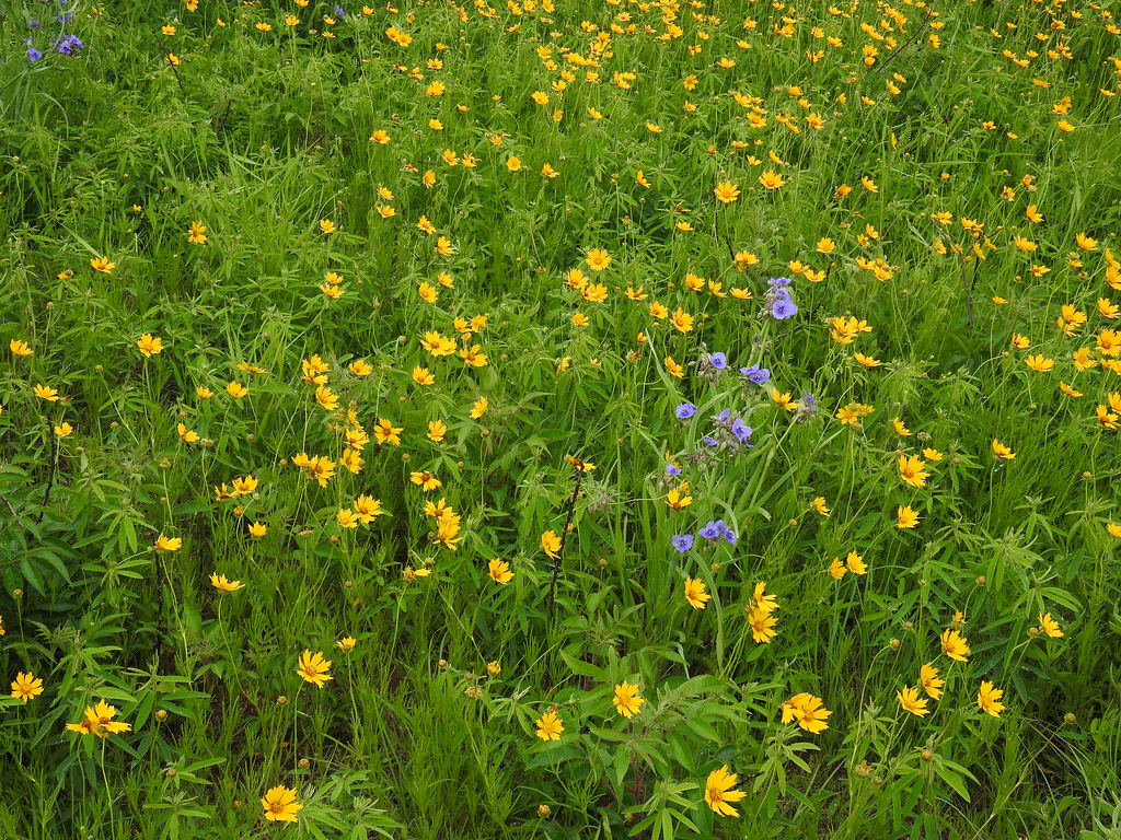 Coreopsis grandiflora Sand prairie conservation area … Flickr