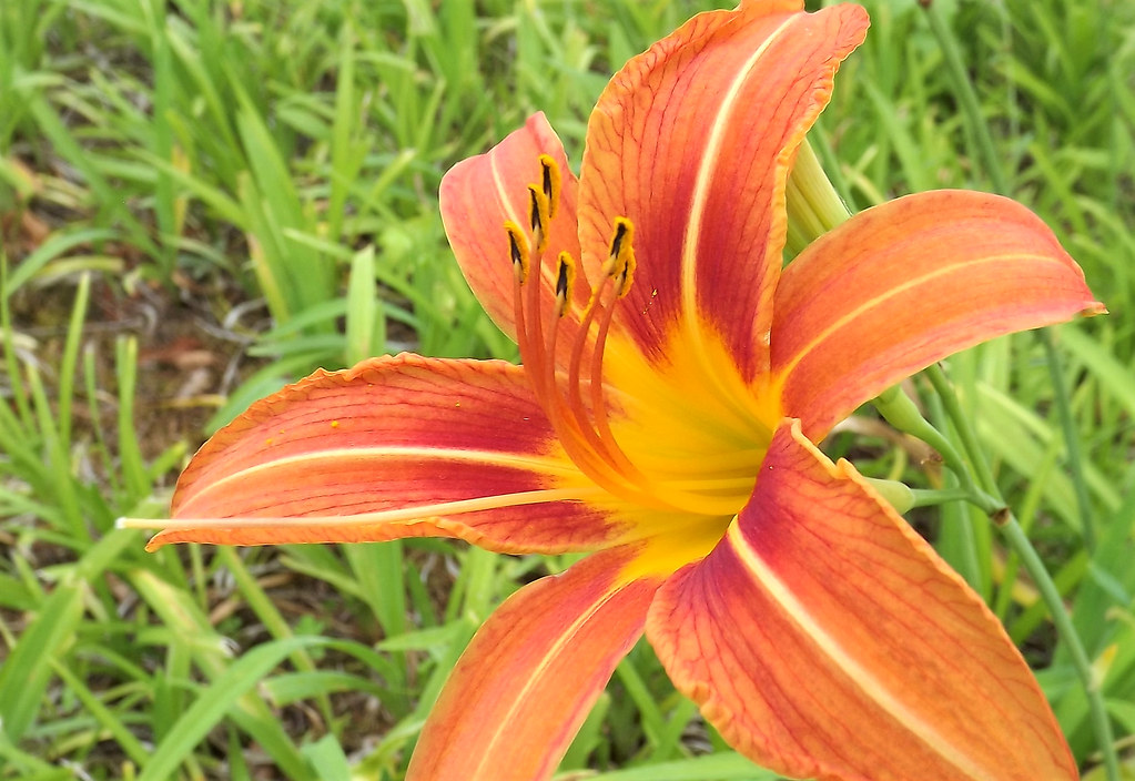 There's Tigers in the Garden! The Tiger Lilies are finally… Flickr
