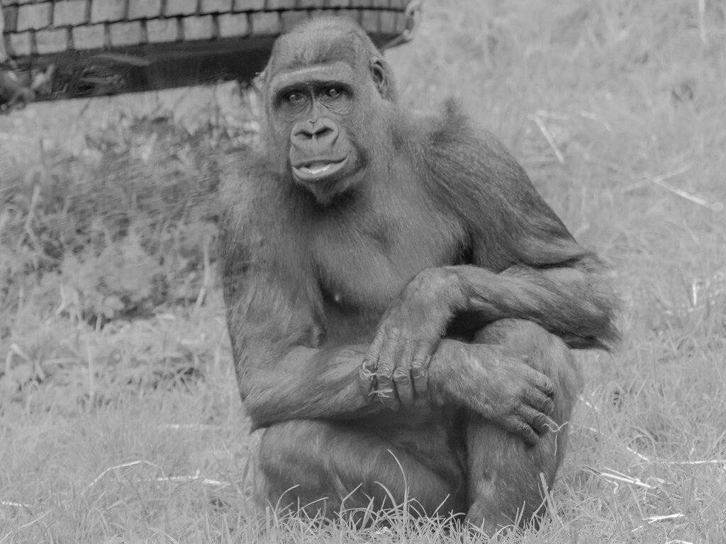 belfast zoo53 alan campbell Flickr