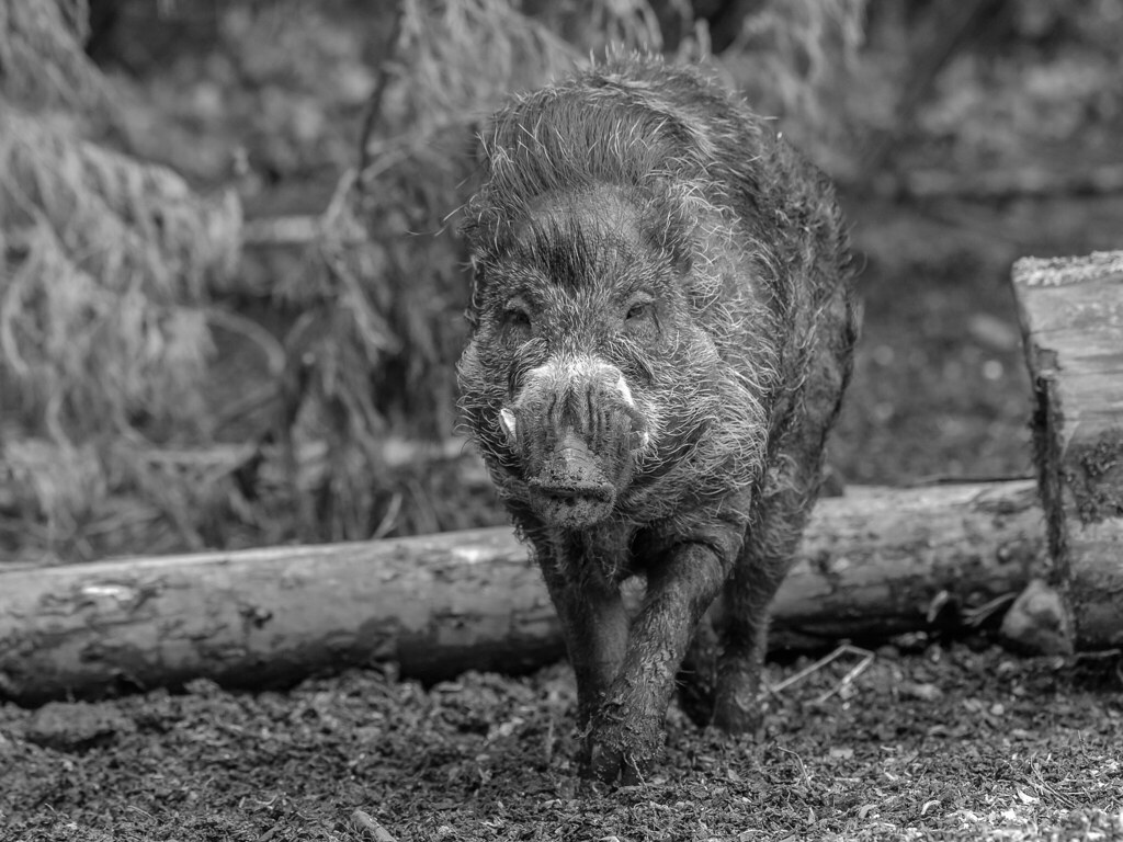 belfast zoo33 alan campbell Flickr