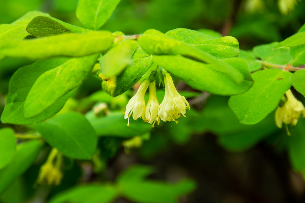 Haskap berry flowers An interesting bush, first to flower … Flickr