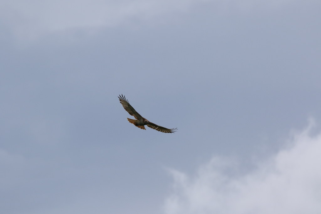 Hawks Hildreth Hills Sat., May 28,2022 Flickr