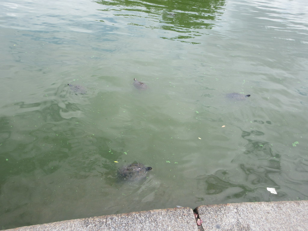 2022 Boathouse Restaurant and Pond Turtles / Tortoises 578… Flickr