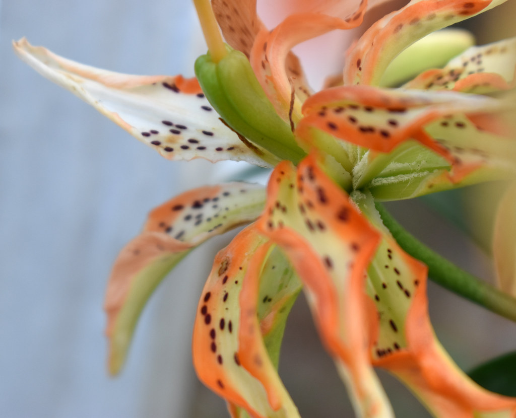 Lily Petals. Lily blossoms in my wife's flower garden. Mark Flickr