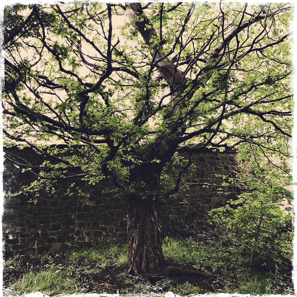 Old, gnarly tree at St Leonard’s Crag There are many stori… Flickr