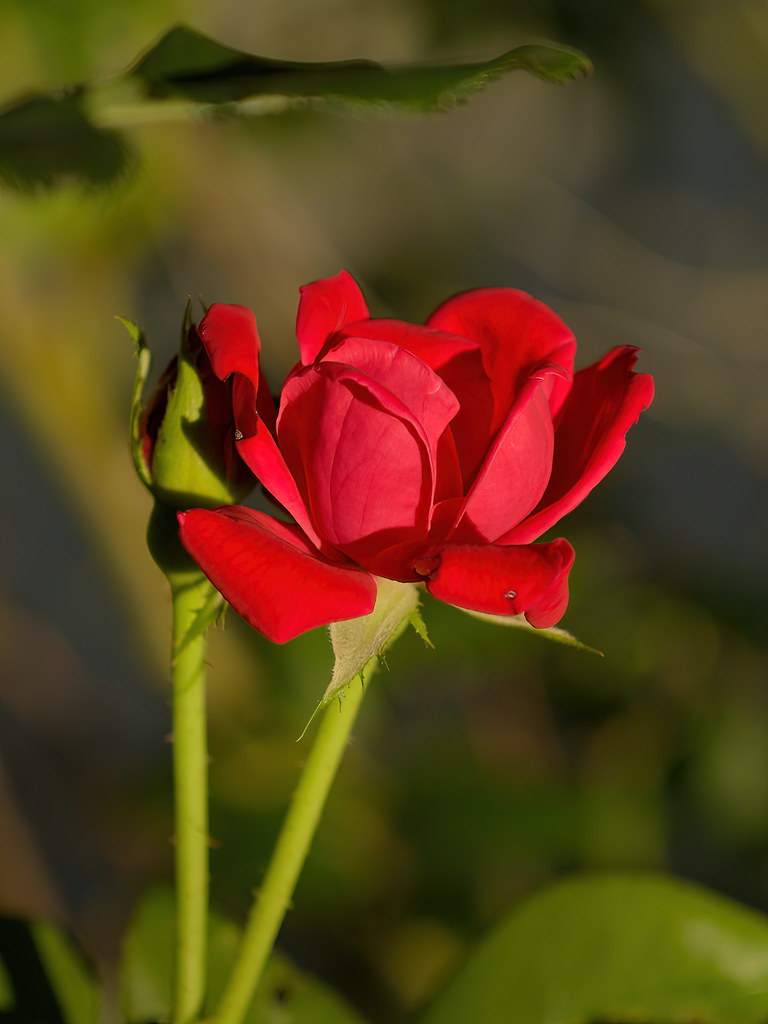 Rose in Afternoon Sun Archibald Hill Flickr