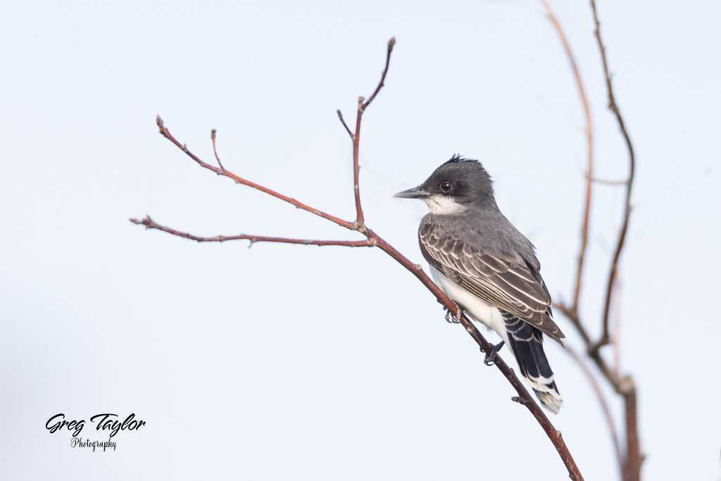 Eastern Kingbird Central Ontario Canada Please follow me … Flickr