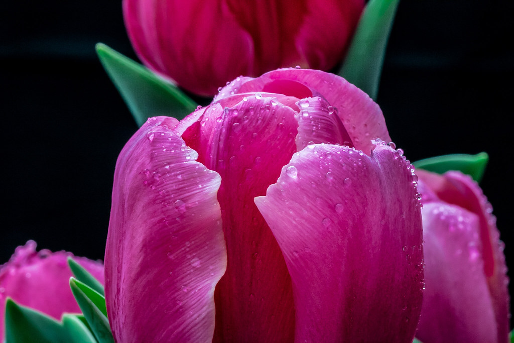 With Love Spring showers bring May flowers and we definite… Flickr