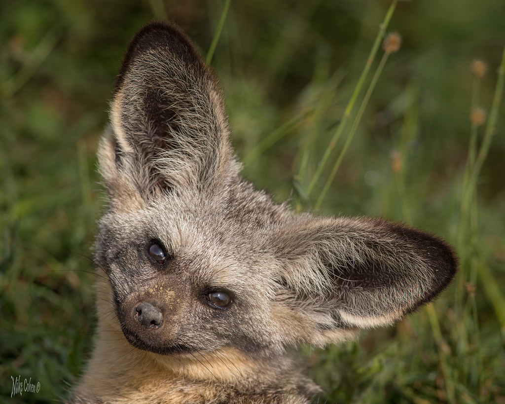 Bateared Fox I've given a lot of thought to the power of … Flickr