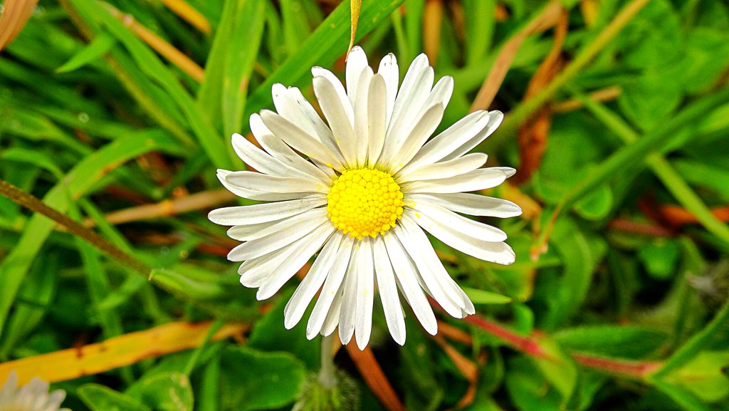 Daisy Daisy Origin and Meaning The name Daisy is a girl's … Flickr
