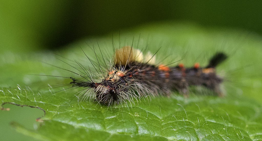Vapourer Moth caterpillar In the garden on Lemon Balm. Som… Flickr