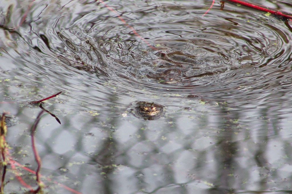 Wood frogs Fort Whyte Alive, Manitoba Evelien de Greef Flickr
