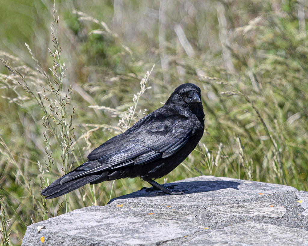 Raven at Battle Rock Raven who is fed by tourist at the pa… Flickr